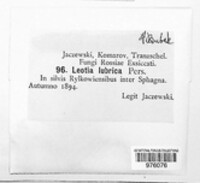 Leotia lubrica image
